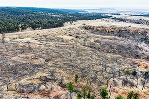 林業の衰退
