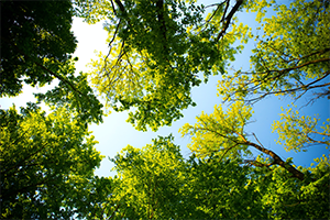 森林を増やして大気中のCO2を吸収し、気候変動対策に貢献