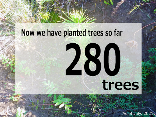 Now we have planted trees so far