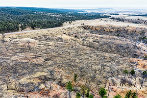 Forestry decline